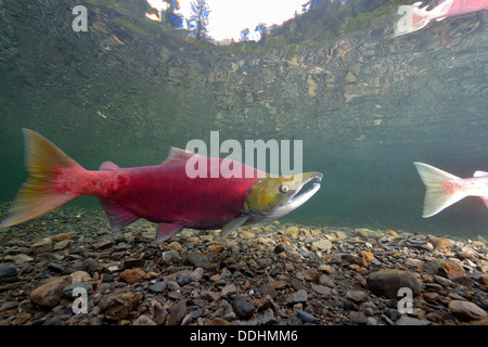 Sockeye Salmon, Redeye Salmon or Blueback Salmon (Oncorhynchus nerka) fish at spawning grounds Stock Photo