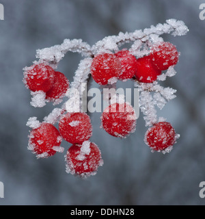Guelder Rose (Viburnum opulus), red fruit covered with hoarfrost Stock Photo