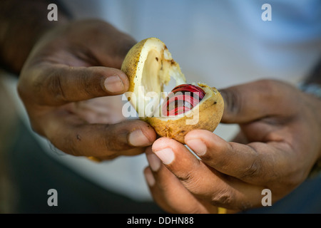 Hands holding a nutmeg with mace (Myristica fragrans) in its shell Stock Photo