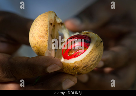 Hands holding a nutmeg with mace (Myristica fragrans) in its shell Stock Photo