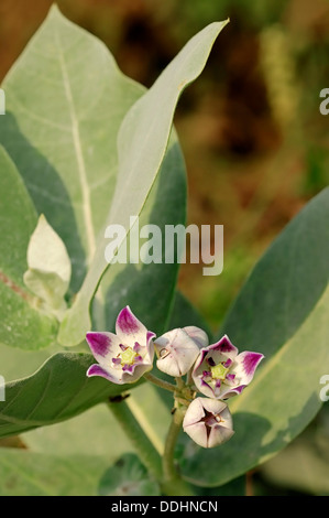 Apple of Sodom, Mudar, Osher or Stabragh (Calotropis procera, Asclepias procera, Asclepias gigantea), flowers Stock Photo