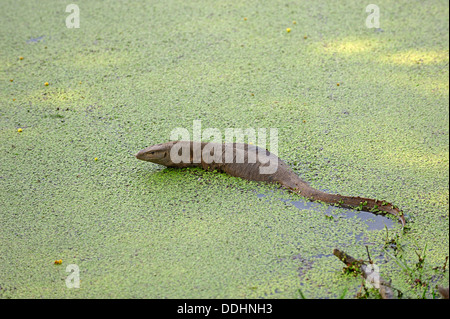 Bengal Monitor Lizard, Clouded Monitor or Common Indian Monitor (Varanus bengalensis) in water Stock Photo