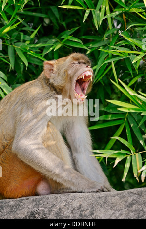 Rhesus Macaque or Rhesus Monkey (Macaca mulatta), male yawning Stock Photo