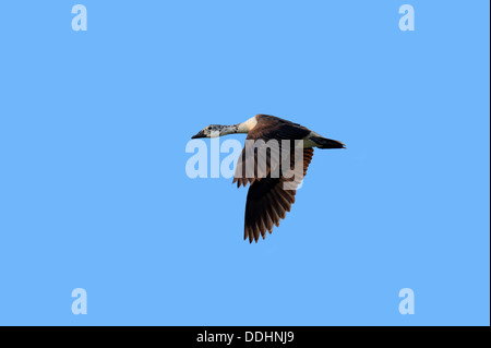 Knob-billed Duck or Comb Duck (Sarkidiornis melanotos), female in flight Stock Photo