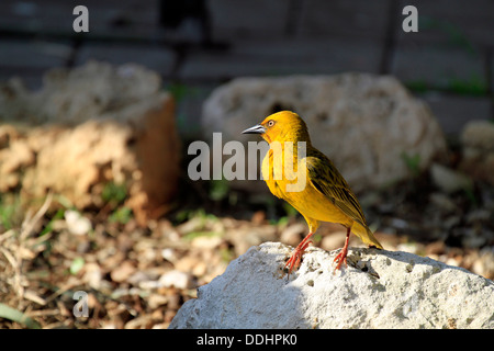 A male Cape Weaver (Ploceus capensis) sitting on a rock  in the West Coast National Park, Langebaan. Stock Photo