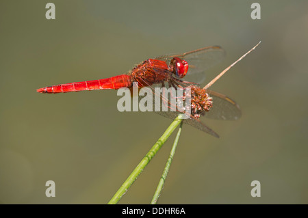Scarlet Dragonfly (Crocothemis erythraea), male Stock Photo
