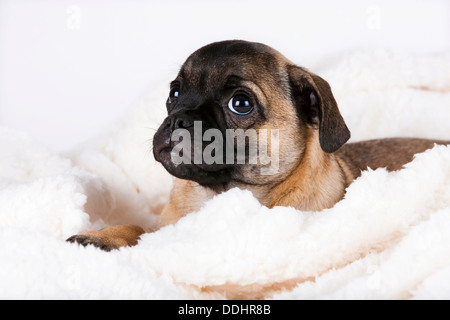 Pug puppy, so-called retro pug Stock Photo