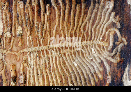 European Spruce Bark Beetle (Ips typographus), bored passages in a tree trunk Stock Photo