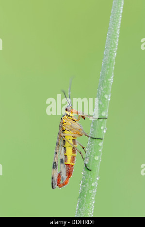 Common Scorpionfly (Panorpa communis), male on a blade of grass with morning dew Stock Photo