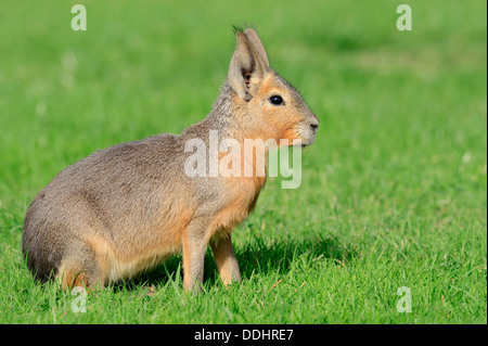 Patagonian mara (Dolichotis patagonum) native to South America, captive Stock Photo