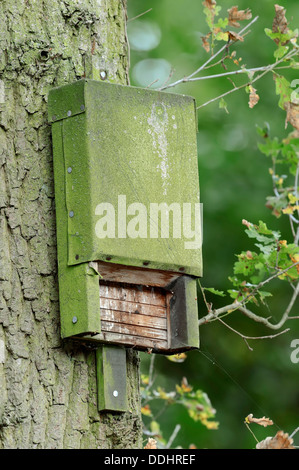 Bat box on a tree Stock Photo