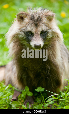 Raccoon dog (Nyctereutes procyonoides) sitting on a meadow, captive Stock Photo