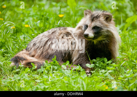 Raccoon dog (Nyctereutes procyonoides) lying on a meadow, captive Stock Photo