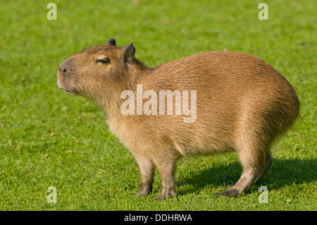 Full body capybara hi-res stock photography and images - Alamy