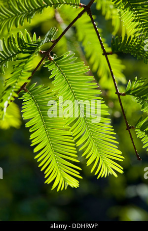 Dawn Redwood Metasequoia Glyptostroboides Stock Photo Alamy