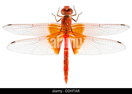 Scarlet Dragonfly species Crocothemis erythraea Stock Photo