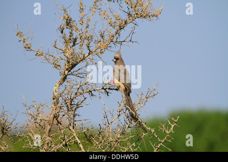 Speckled Mousebird (Colius striatus) in a tree in the West Coast National Park, Langebaan, Western Province, South Africa. Stock Photo