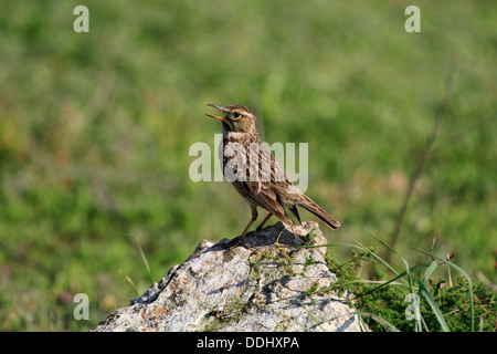 African Rock Pipit ( Anthus crenatus) also known as Yellow-tufted Pipit in the West Coast National Park, Langebaan. Stock Photo