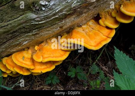 Yellow fungi growing on a rotting log in a rainforest, Barrington Tops ...