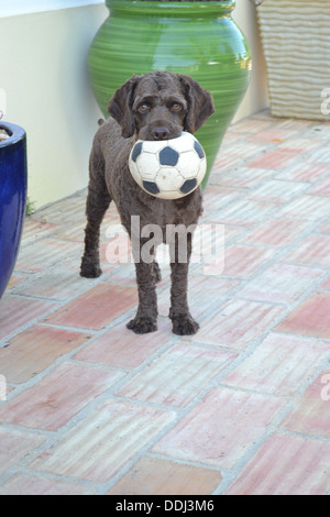 American Cockapoo wanting to play Stock Photo