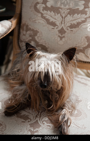 Yorkshire terrier sitting on a chair covered in printed linen fabric from Hodsoll Mckenzie Stock Photo