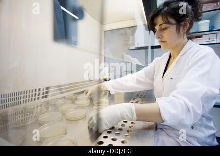 Laminar flow hoods. Microbiology Laboratory. Microbiological analysis ...