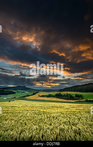 Germany, Baden-Wuerttemberg, Wheat Field, Triticum Aestivum Stock Photo ...