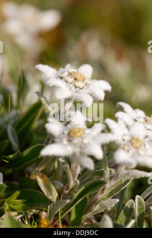 Austria, Edelweiss flowers, close up Stock Photo