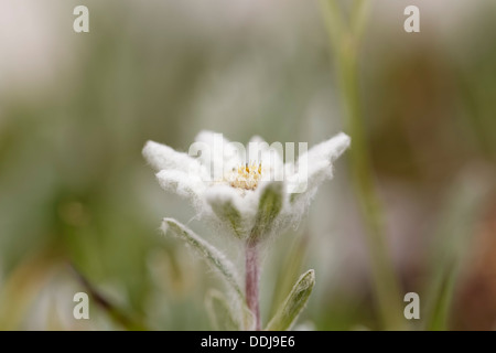 Austria, Edelweiss flower, close up Stock Photo