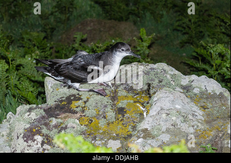 A Manx Shearwater returning to its nest Stock Photo