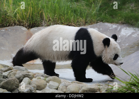 Edinburgh Zoo's (possibly, pregnant) Giant Panda Tian Tian during a walk around her enclosure in late August 2013 Stock Photo