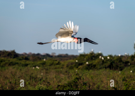 Jabiru stork Jabiru mycteria birds in flight Pantanal Mato Grosso Brazil South America Stock Photo