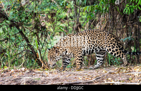 Jaguar (Panthera onca) walking alongside The Three Brothers river in Pantanal Porto Jofre Mato Grosso Brasil South America Stock Photo