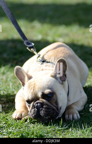 French Bulldog breed of dog puppy on lead looking  lying on the grass looking sad Stock Photo
