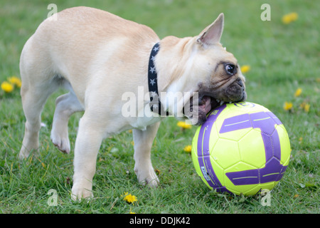 French Bulldog breed of dog puppy on lead looking biting a football. Field of grass and yellow flowers Bristol Stock Photo
