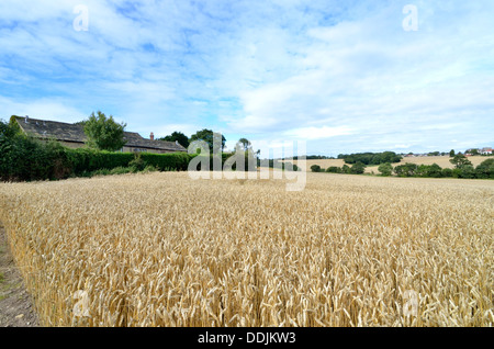 Wheat field in summer, Billinge England Lancashire UK Stock Photo