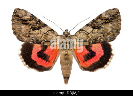 Rosy underwing, Catocala electa, an European Moth Stock Photo