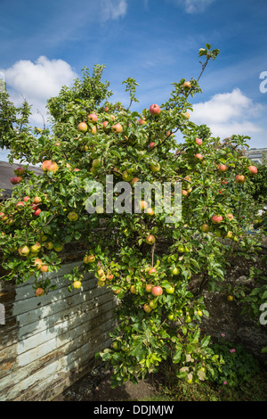 Fully laden apple tree in sunlight with red apples awaiting harvest. Stock Photo