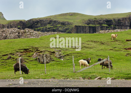 Faroes sheep, Faroe Islands Stock Photo