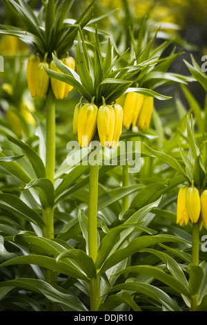 Close up of yellow Fritillaria imperialis, or Crown Imperial Fritillary in Beth Chatto's gardens, Colchester, Essex, UK flowering in spring (April) Stock Photo