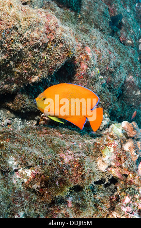 Clarion angelfish, Holacanthus clarionensis, Revillagigedos Archipelago, Pacific Stock Photo