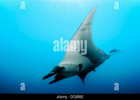 Giant Manta, Mobula birostris, San Benedicto, Revillagigedos Archipelago, Pacific Stock Photo