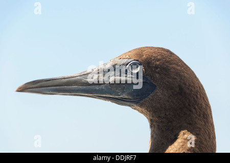 Brown Booby, Sula leucogaster, Sea of Cortez, Midriff Islands, Mexico, Pacific Stock Photo