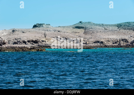 La Cardonosa, Sea of Cortez, Midriff Islands, Mexico, Pacific Stock Photo