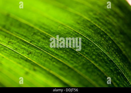 Close-range image of the a leaf's veins Stock Photo