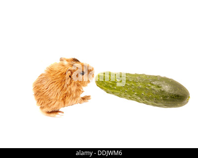 Baby guinea pig with cucumber Stock Photo