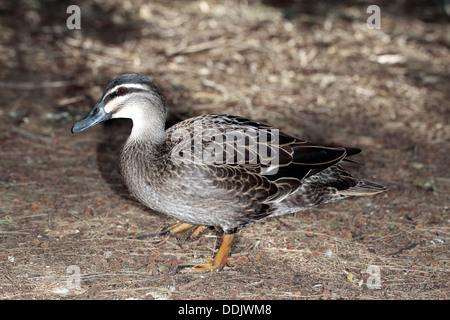 Pacific/Australian Black Duck - Anas superciliosa rogersi [Australian race]-Family Anatidae Stock Photo