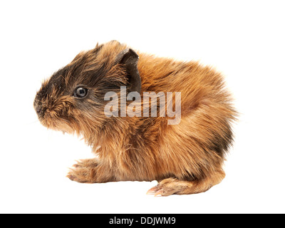 Baby guinea pig Stock Photo
