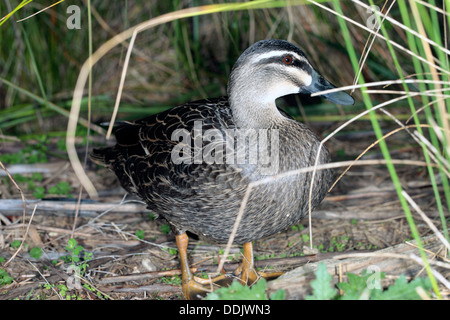 Pacific/Australian Black Duck - Anas superciliosa rogersi [Australian race]-Family Anatidae Stock Photo