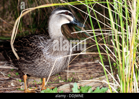 Pacific/Australian Black Duck - Anas superciliosa rogersi [Australian race]-Family Anatidae Stock Photo